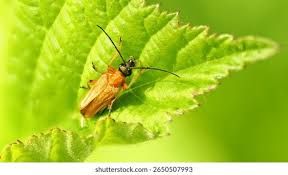 Attēlu rezultāti vaicājumam “Oedemeridae”