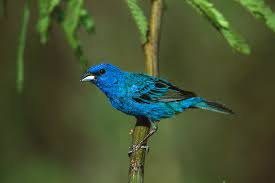 Image result for Passerina cyanea