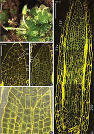 Attēlu rezultāti vaicājumam “Timmia megapolitana”