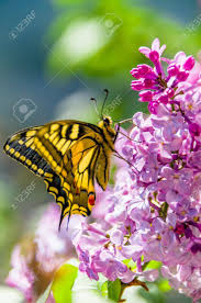 Attēlu rezultāti vaicājumam “Papilio machaon underside”