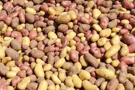 Attēlu rezultāti vaicājumam “Solanum tuberosum”