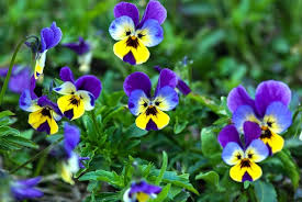 Attēlu rezultāti vaicājumam “Viola tricolor flower”