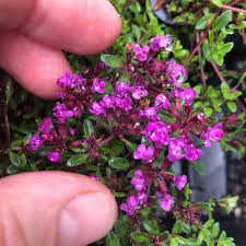 Attēlu rezultāti vaicājumam “Thymus serpyllum flower”