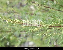 Image result for Artemisia gmelinii