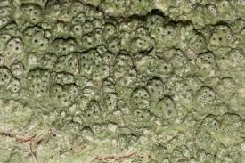 Attēlu rezultāti vaicājumam “Pertusaria pertusa”