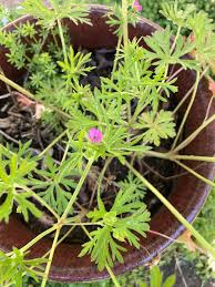 Attēlu rezultāti vaicājumam “Geranium dissectum flower”