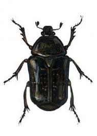 Attēlu rezultāti vaicājumam “Liocola lugubris”