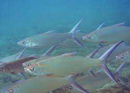 Image result for Chanos chanos