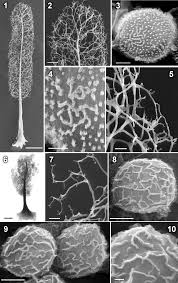 Attēlu rezultāti vaicājumam “Licea testudinacea”