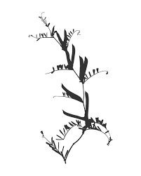 Attēlu rezultāti vaicājumam “Vicia cracca leaf”