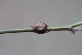 Attēlu rezultāti vaicājumam “Lasioptera rubi”