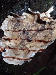 Attēlu rezultāti vaicājumam “Stereum rugosum”