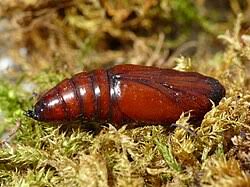 Attēlu rezultāti vaicājumam “Apamea monoglypha”