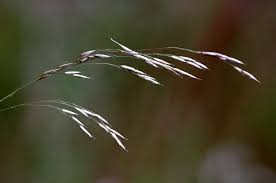 Attēlu rezultāti vaicājumam “Festuca altissima”