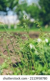 Attēlu rezultāti vaicājumam “Bromopsis inermis fruit”