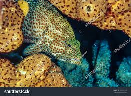 Image result for Epinephelus guttatus