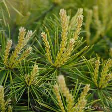 Attēlu rezultāti vaicājumam “Pinus sylvestris var. turfosa”