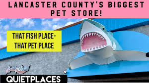 Image result for The Lancaster Fish