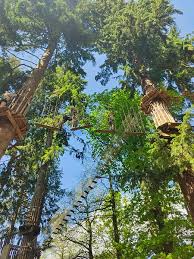 Image result for Go Ape! Thetford