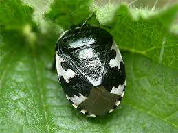 Attēlu rezultāti vaicājumam “Tritomegas bicolor nymph”
