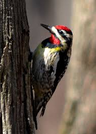 Image result for Sphyrapicus varius