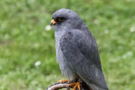 Image result for Falco vespertinus