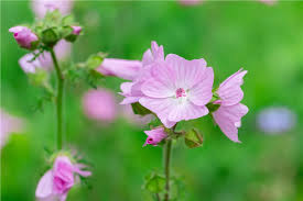 Attēlu rezultāti vaicājumam “Malva moschata flower”