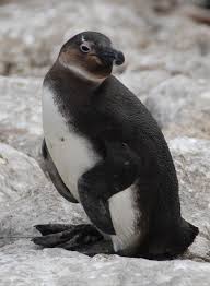 Image result for Spheniscus demersus