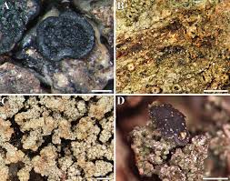 Attēlu rezultāti vaicājumam “Sclerophora coniophaea”