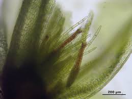 Attēlu rezultāti vaicājumam “Bryum pallescens”