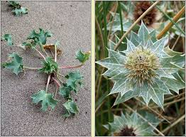 Attēlu rezultāti vaicājumam “Eryngium maritimum bud”