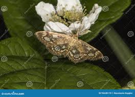 Attēlu rezultāti vaicājumam “Anania coronata”