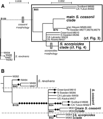 Attēlu rezultāti vaicājumam “Scorpidium cossonii”