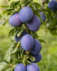 Attēlu rezultāti vaicājumam “Prunus domestica subsp. insitita fruit”