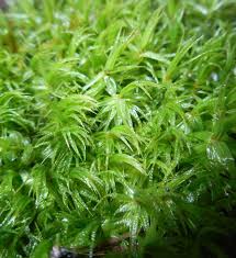 Attēlu rezultāti vaicājumam “Dicranum polysetum”