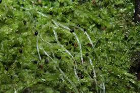 Attēlu rezultāti vaicājumam “Lophocolea”