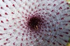 Attēlu rezultāti vaicājumam “Cirsium heterophyllum”