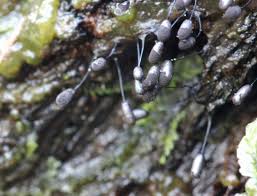 Attēlu rezultāti vaicājumam “Stemonitopsis typhina stalked”