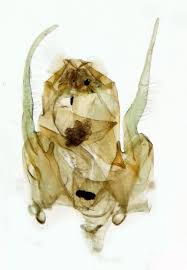 Attēlu rezultāti vaicājumam “Gelechia scotinella”