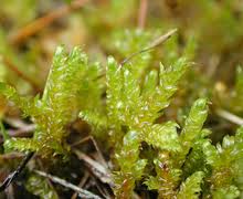 Attēlu rezultāti vaicājumam “Calliergonella lindbergii”