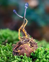 Attēlu rezultāti vaicājumam “Cordyceps ophioglossoides”