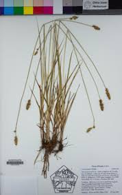 Attēlu rezultāti vaicājumam “Carex diandra leaf”