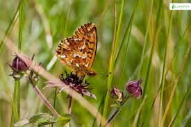 Attēlu rezultāti vaicājumam “Boloria aquilonaris underside”