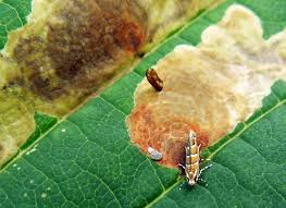 Attēlu rezultāti vaicājumam “Cameraria ohridella”