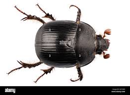 Attēlu rezultāti vaicājumam “Geotrupes”