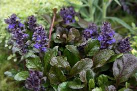 Image result for Ajuga reptans