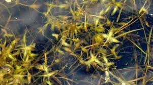 Attēlu rezultāti vaicājumam “Lemna trisulca”