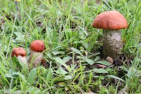 Attēlu rezultāti vaicājumam “Leccinum vulpinum”