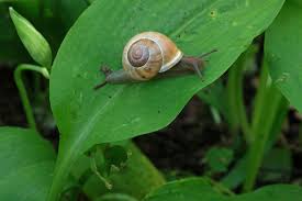 Attēlu rezultāti vaicājumam “Cepaea hortensis”
