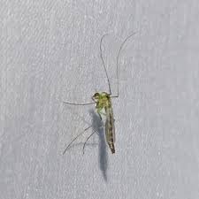 Attēlu rezultāti vaicājumam “Chironomidae imago”